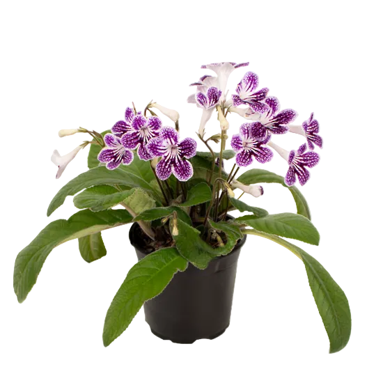 Streptocarpus 12cm