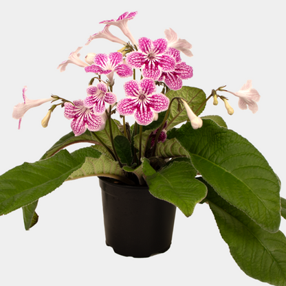 Streptocarpus 12cm