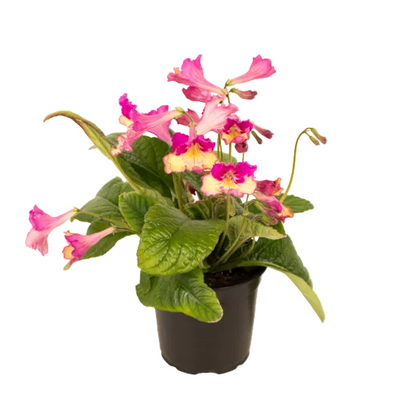 Streptocarpus 12cm