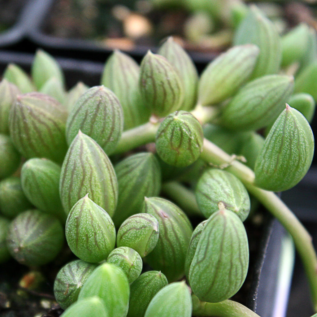 Senecio Herreanus | String of Watermelons