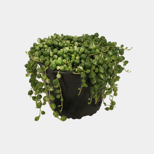 String of Pearls, Variegated