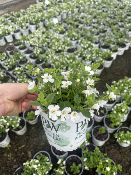 Proven Winners: Sutera 'Everest Ice'