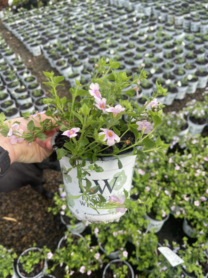 Proven Winners: Sutera cordata 'Snowstorm Pink'