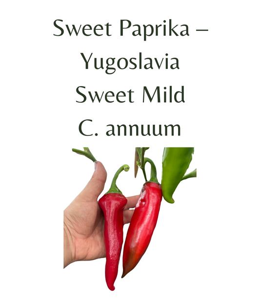 Sweet_Paprika__Yugoslavia_Chilli_Seeds_10_seeds