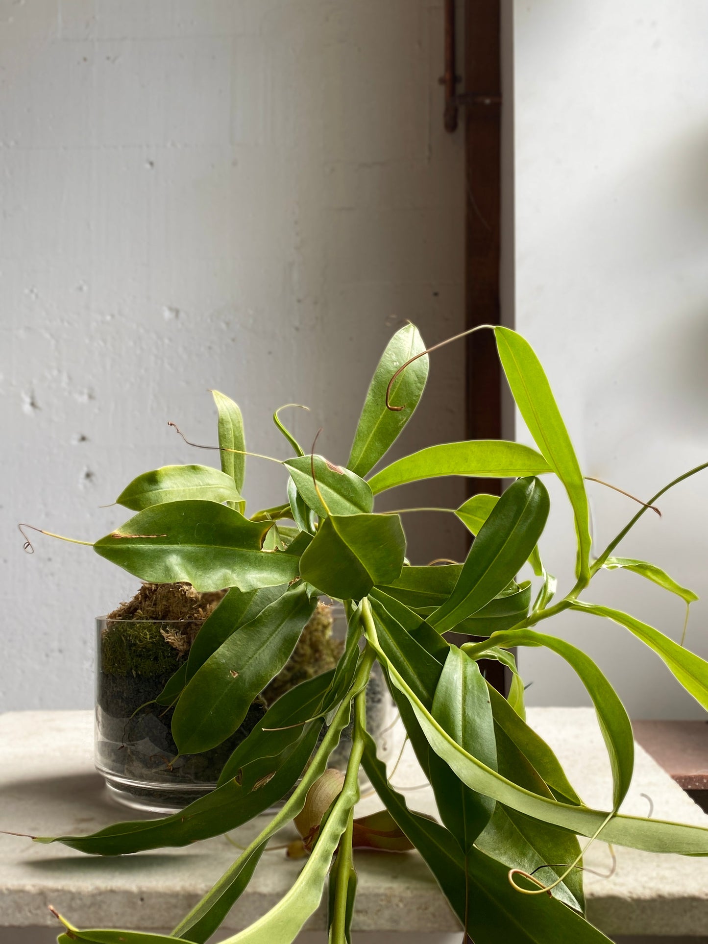 Sylvia bowl terrarium