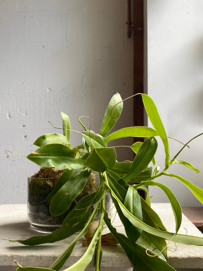 Sylvia bowl terrarium