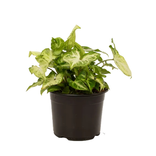 Syngonium Robusta 14cm