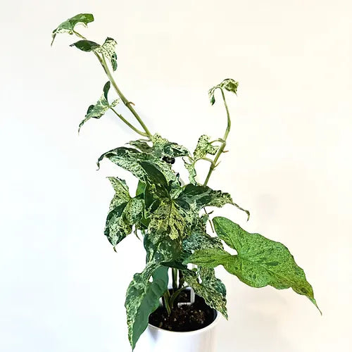 Syngonium 'Mojito'