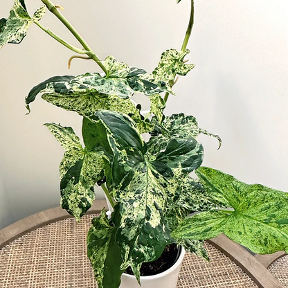 Syngonium 'Mojito'