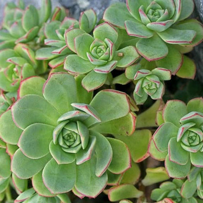 Aeonium Decorum var Guarimarense | Giant Houseleek
