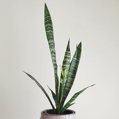 Sansevieria Trifasciata