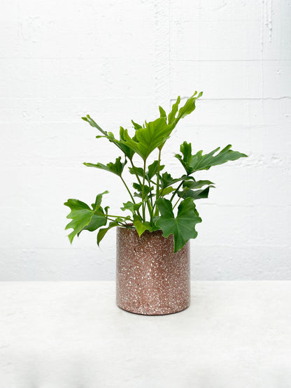 ?!label-Indicative photo