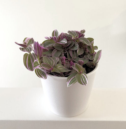 Tradescantia 'Sweetness' 12cm