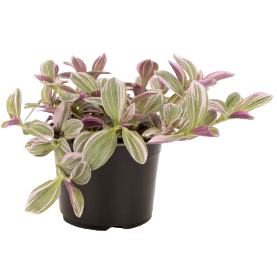 Tradescantia 'Sweetness' 12cm
