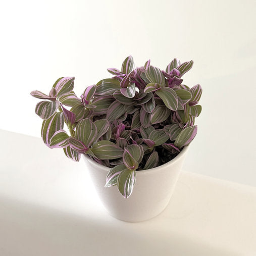 Tradescantia 'Sweetness' 12cm