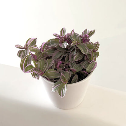 Tradescantia 'Sweetness' 12cm
