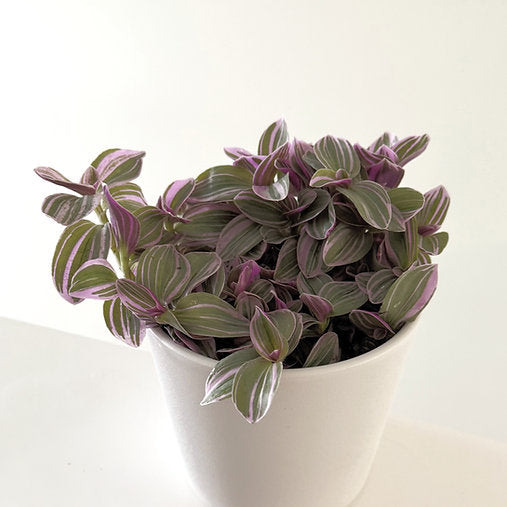 Tradescantia 'Sweetness' 12cm