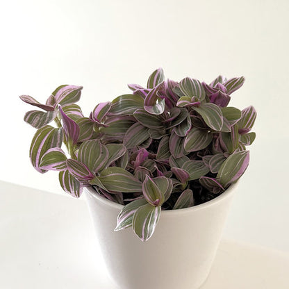 Tradescantia 'Sweetness' 12cm