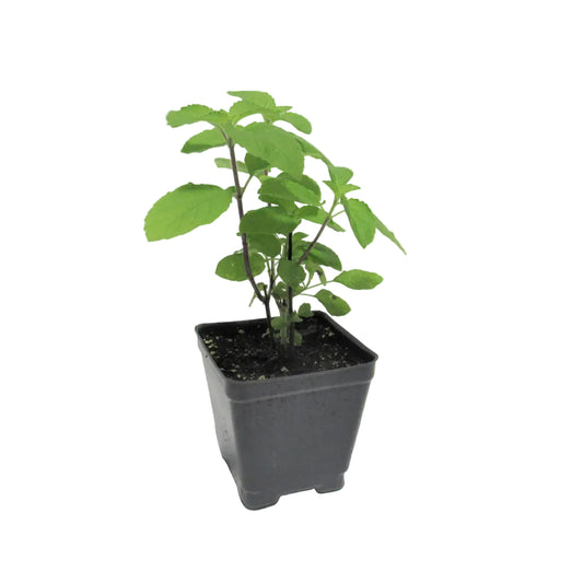 ?!label-Indicative photo