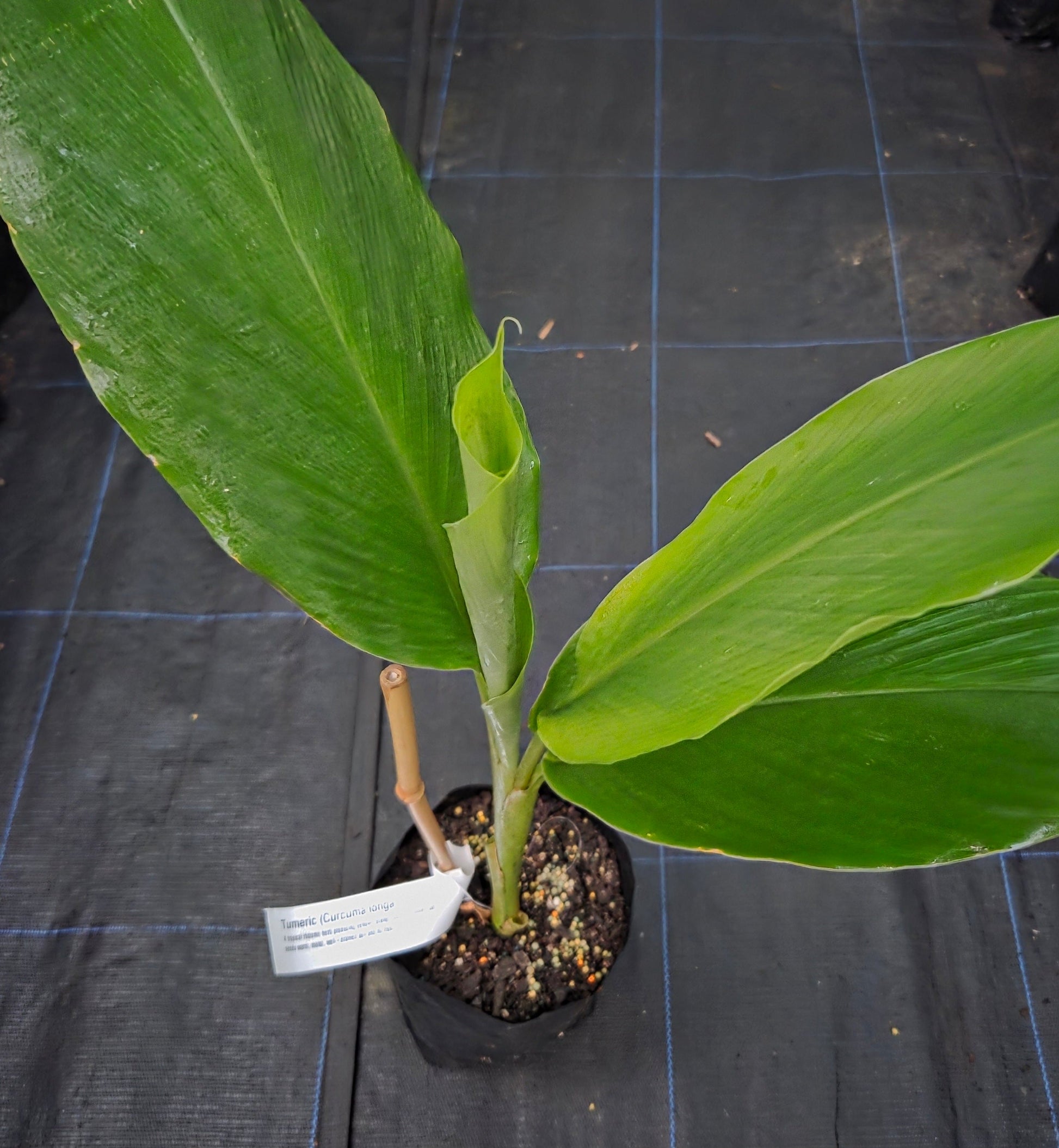 Tumeric plant for sale, in a NZ tropical fruit nursery