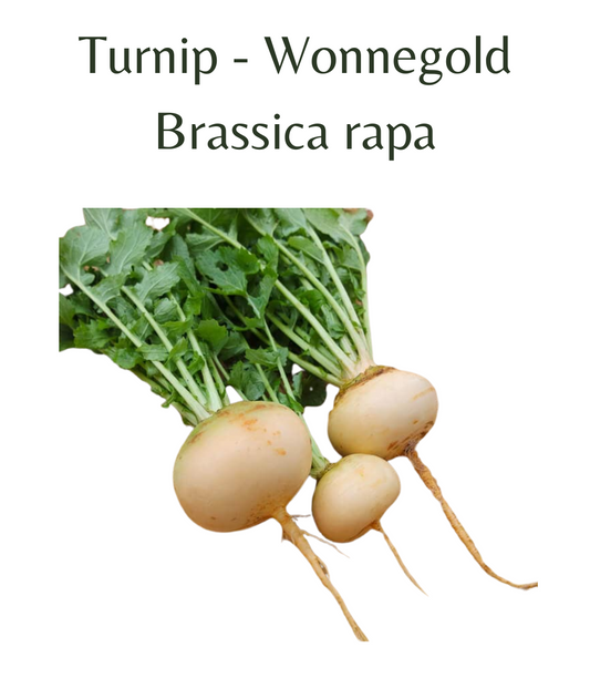 Turnip_-_Wonnegold_50_seeds
