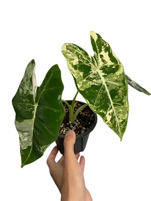 Variegated Alocasia frydek