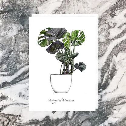 Variegated Monstera Greeting Card