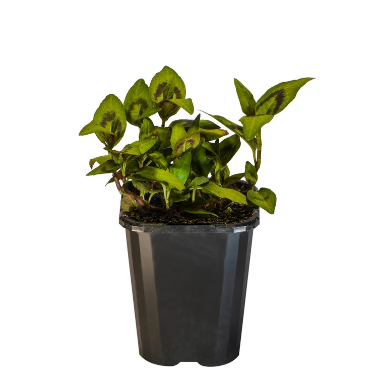 Vietnamese Coriander (rau răm)