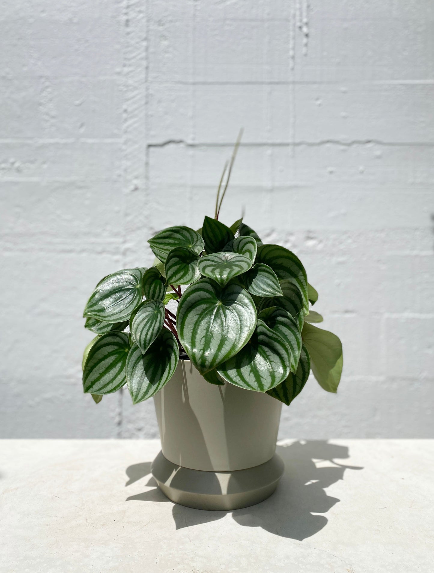 Watermelon Peperomia