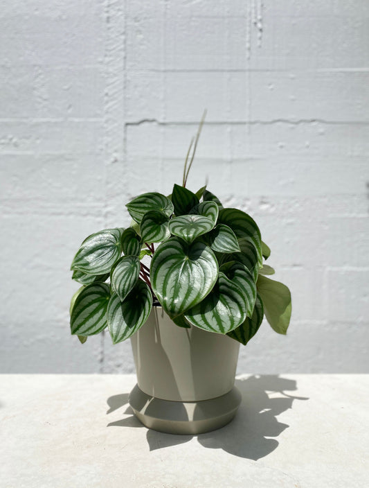 Watermelon Peperomia