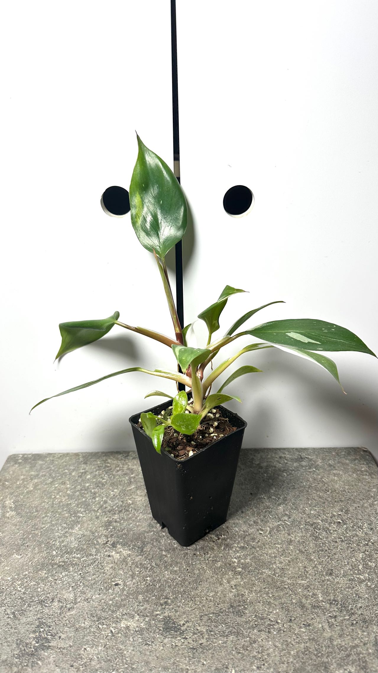 Philodendron White Knight
