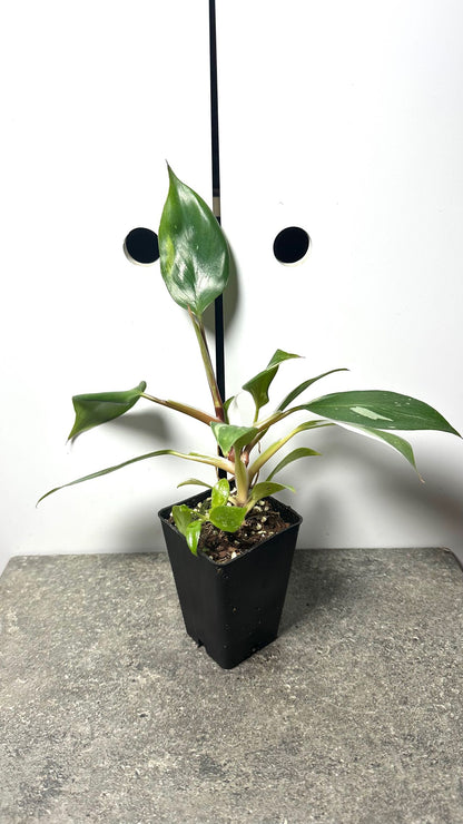 Philodendron White Knight