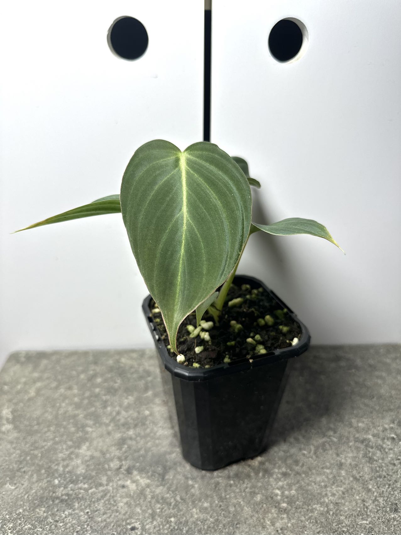 Philodendron Splendid