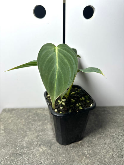 Philodendron Splendid