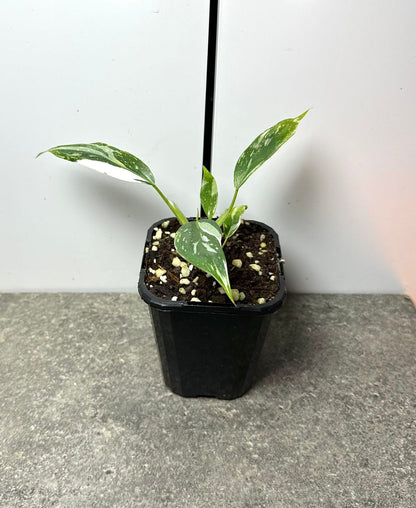 Philodendron White Princess