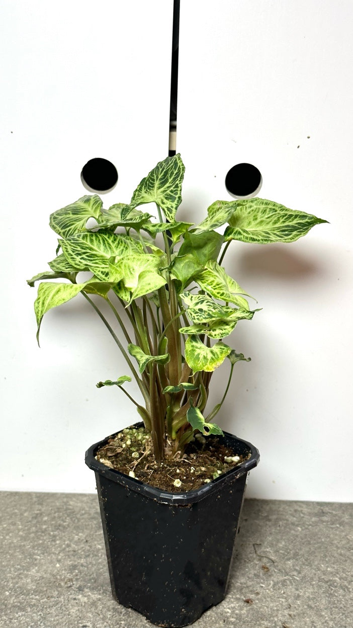 Syngonium podophyllum 'Batik' (Variegated)