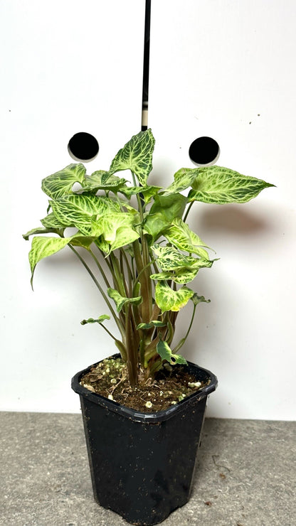 Syngonium podophyllum 'Batik' (Variegated)