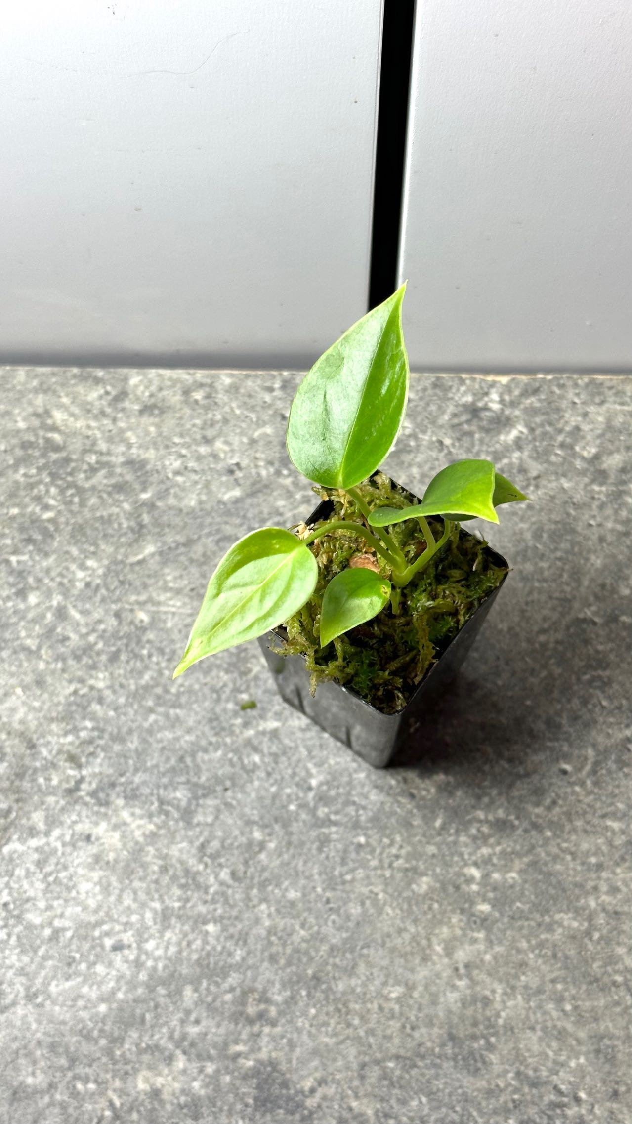 Anthurium veitchii