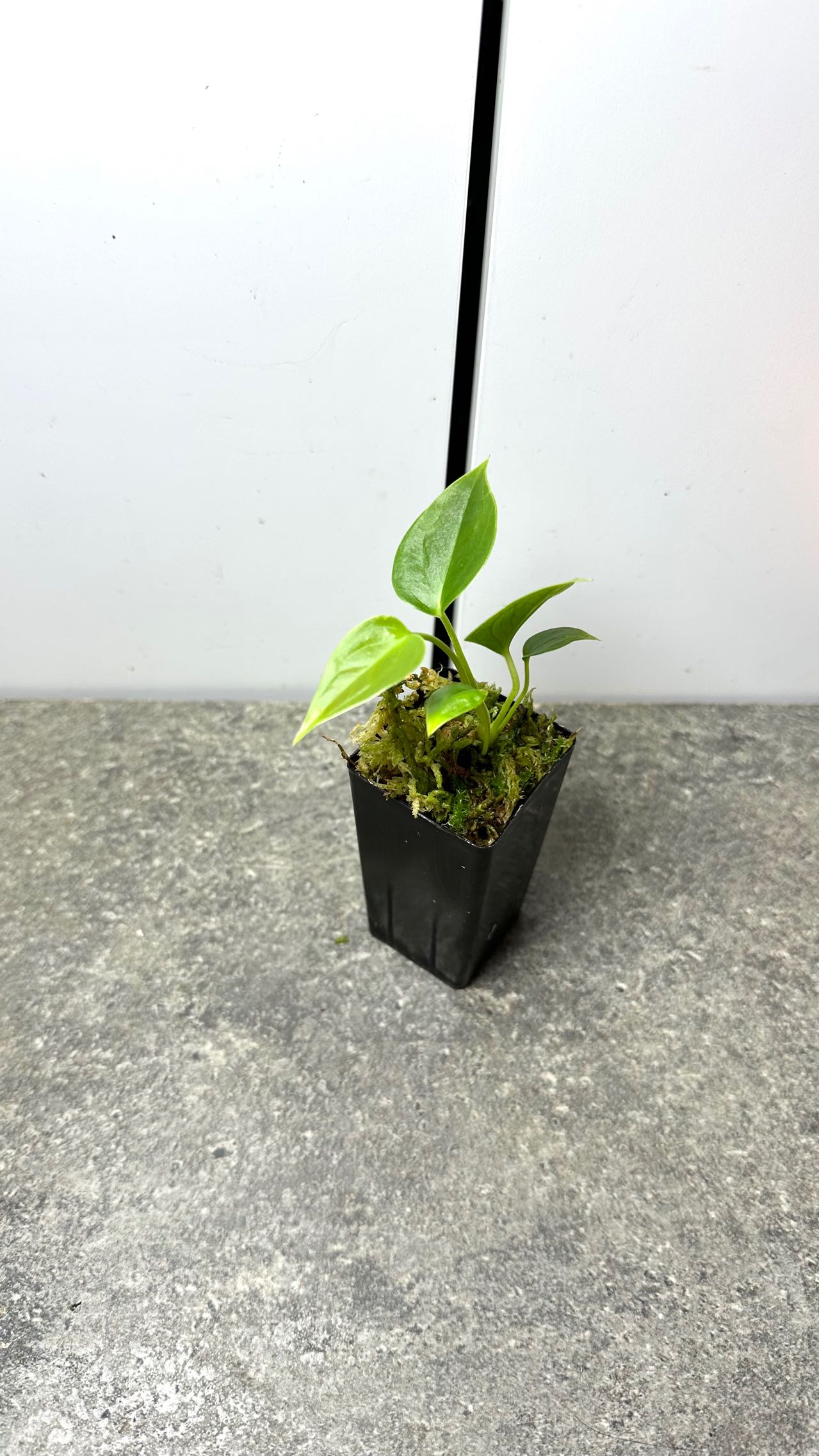 Anthurium veitchii