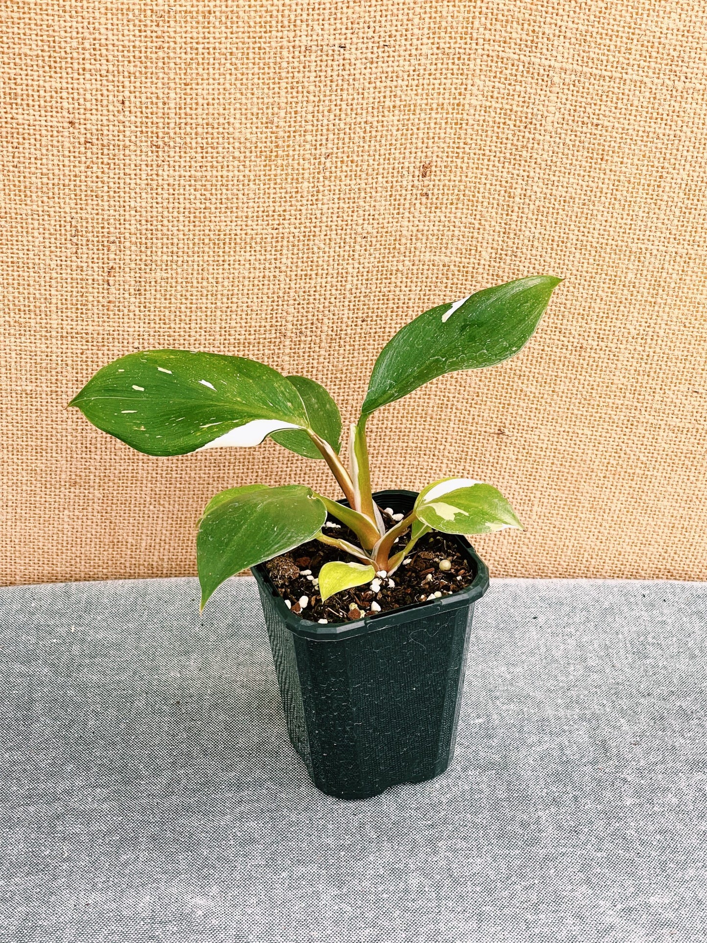 Philodendron White Knight