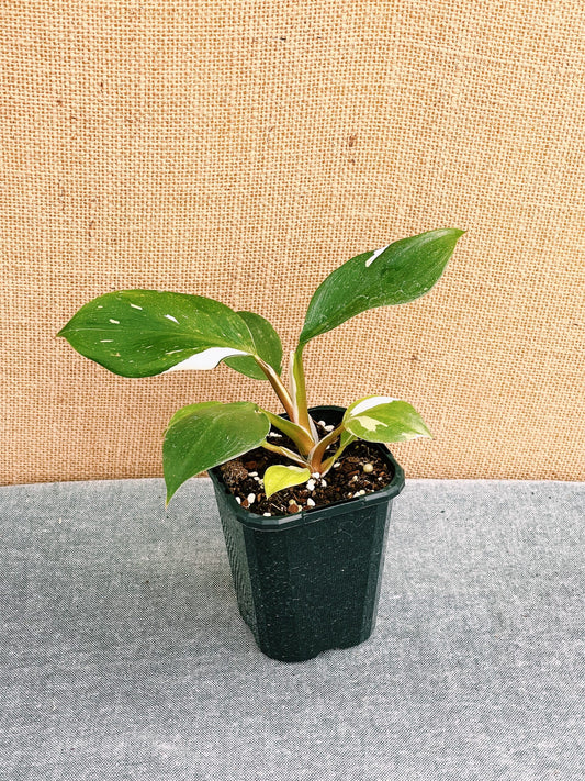 Philodendron White Knight