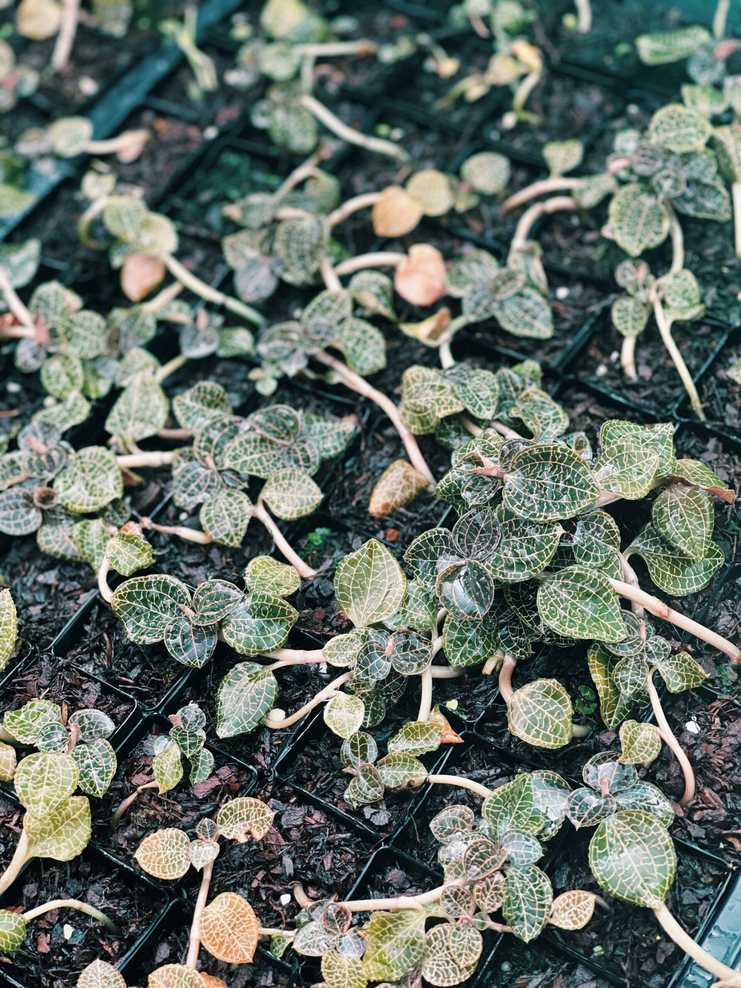 Mixed Jewel Orchids