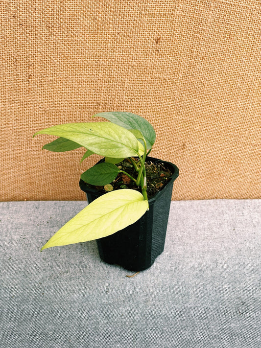 Epipremnum pinnatum 'Cebu Blue'