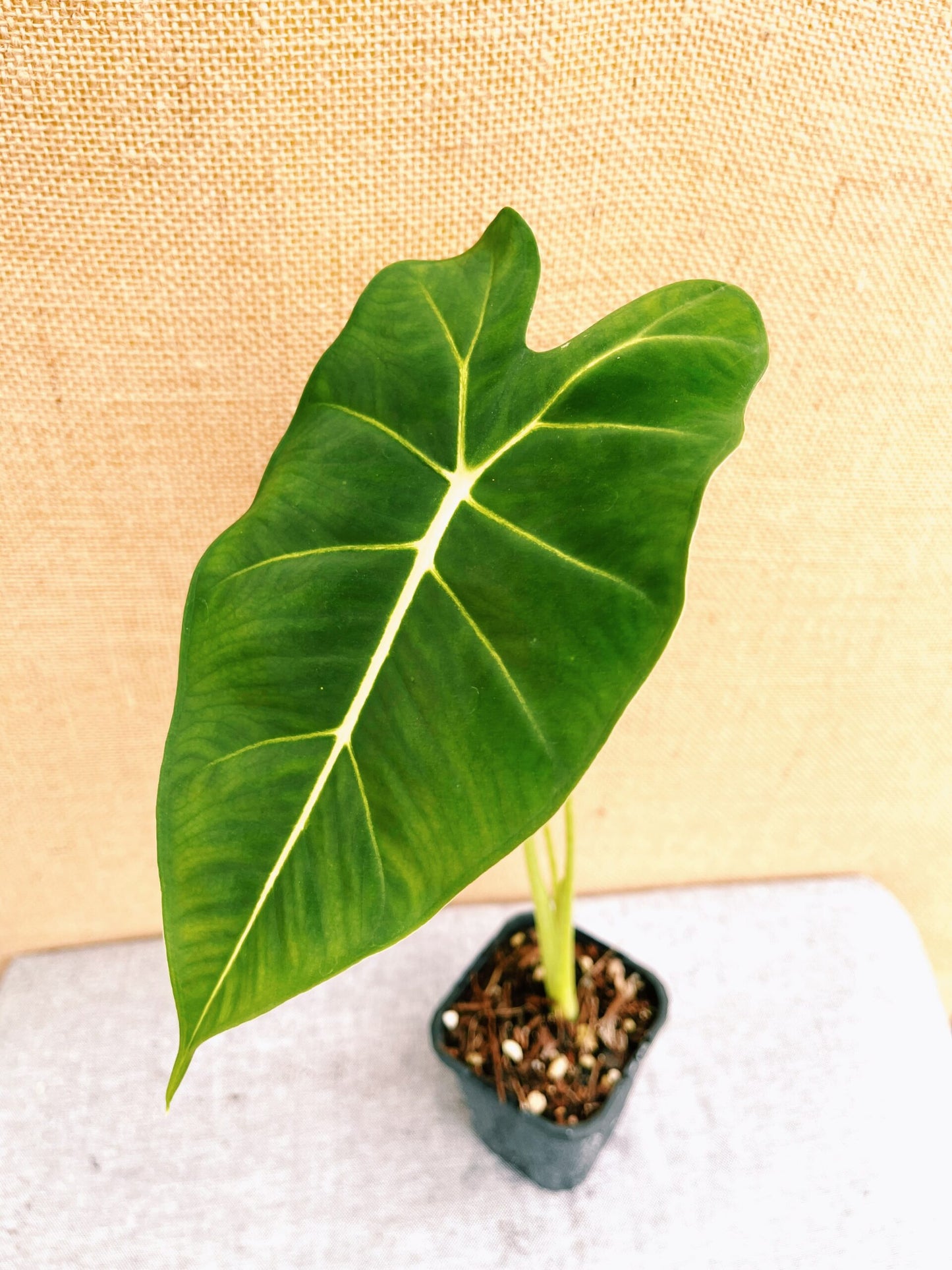 Alocasia Frydek