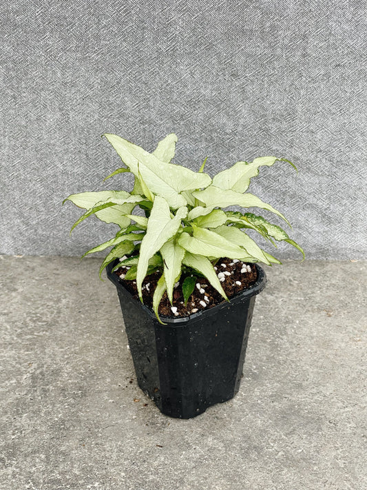 Syngonium Podophyllum Silver Fox