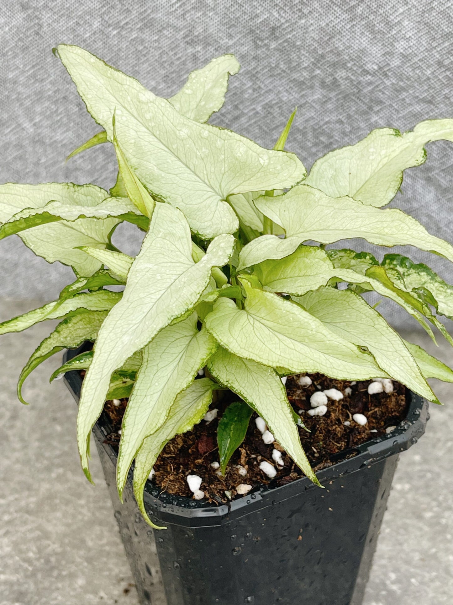 Syngonium Podophyllum Silver Fox