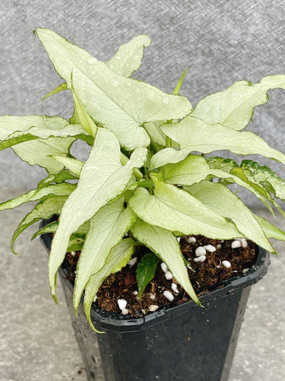 Syngonium Podophyllum Silver Fox