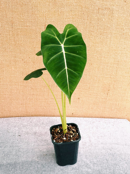 Alocasia Frydek