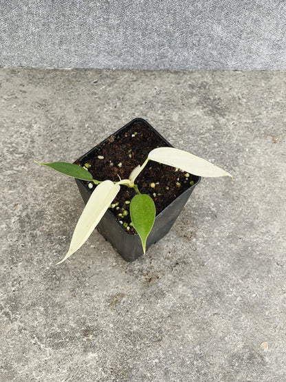 Philodendron Florida Ghost