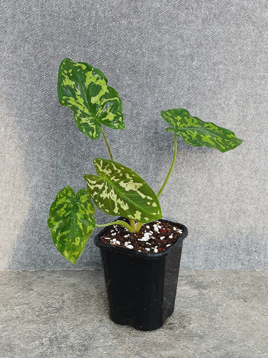 Caladium Hilo Beauty